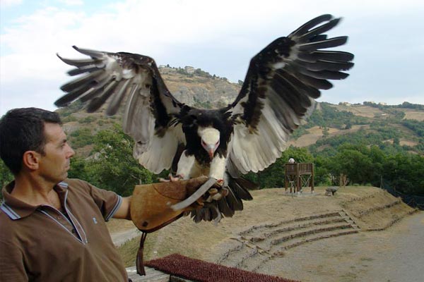 falconeria-gradara
